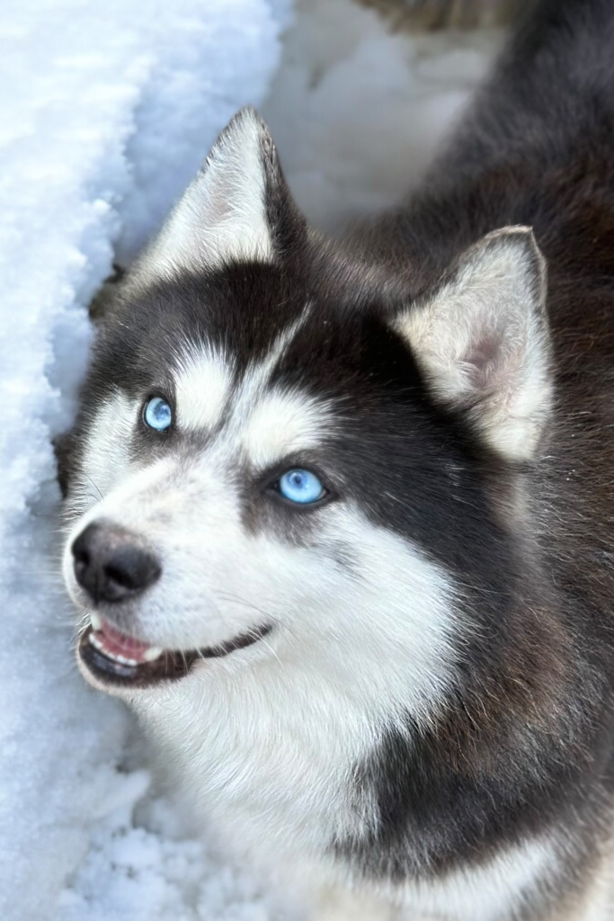 chief pomsky chief pomsky
