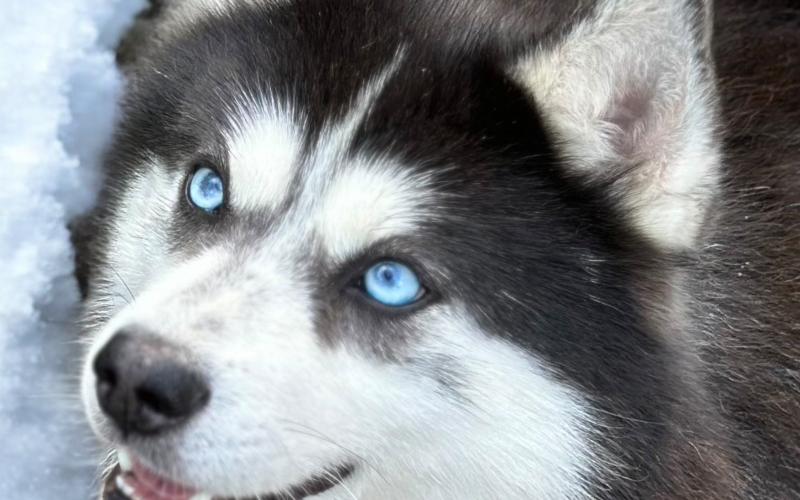 chief Pomsky Pomsky