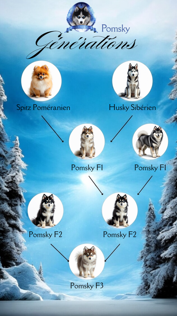 pomskygénération