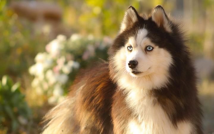 Ulysse Lovely Pet (Père de Upsie) Pomsky F2 - Lignée Russe Ulysse Lovely Pet (Père de Upsie) Pomsky F2 - Lignée Russe