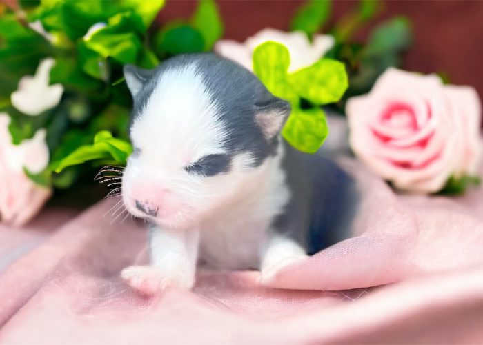 upsiealanaissance upsie a la naissance