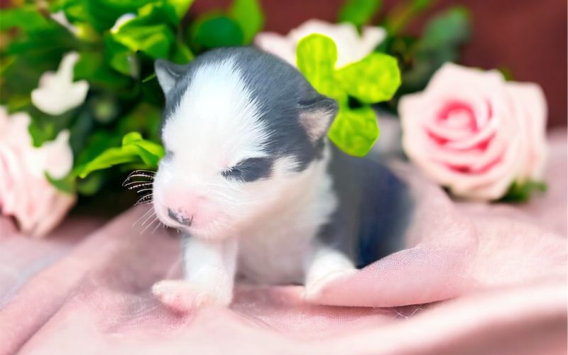 upsiealanaissance upsie a la naissance