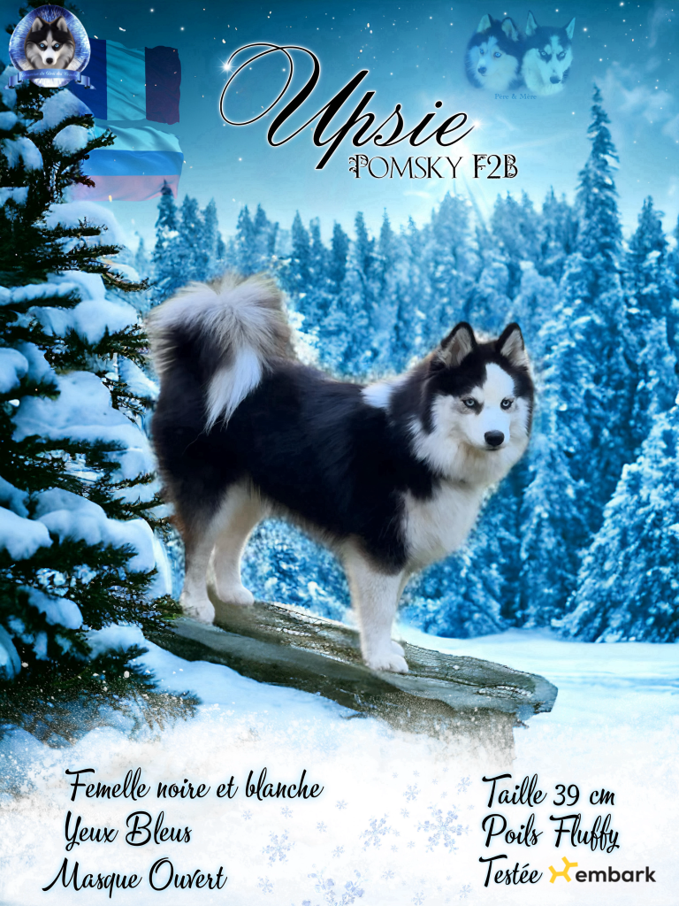 morphologieupsiepomsky F2b morphologie upsie Pomsky F2b