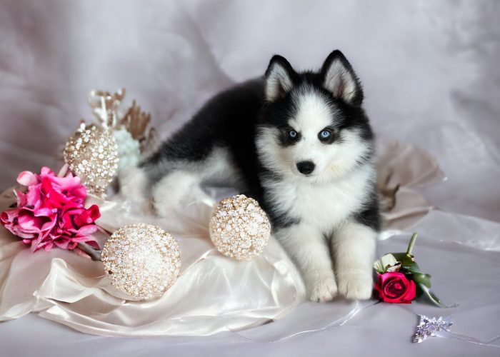 upsiebebepomsky