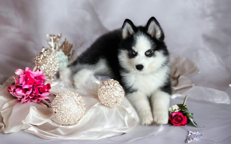 pomsky upsie bébé pomsky upsie bébé