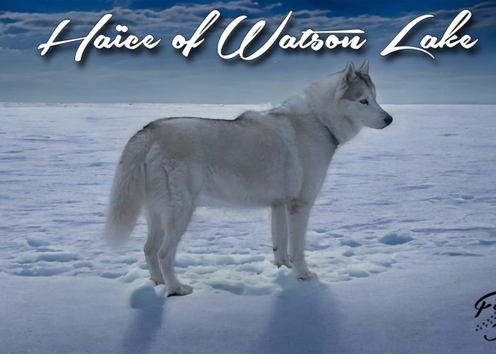 haiceofwatsonlake
