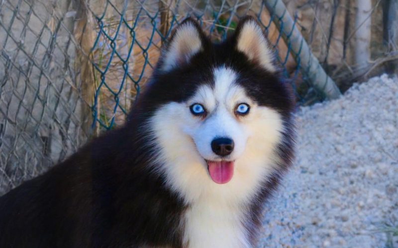 Ulysse Lovely Pet (Père de Upsie) Pomsky F2 - Lignée Russe Ulysse Lovely Pet (Père de Upsie) Pomsky F2 - Lignée Russe