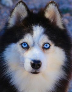 Ulysse Lovely Pet (Père de Upsie) Pomsky F2 - Lignée Russe Ulysse Lovely Pet (Père de Upsie) Pomsky F2 - Lignée Russe