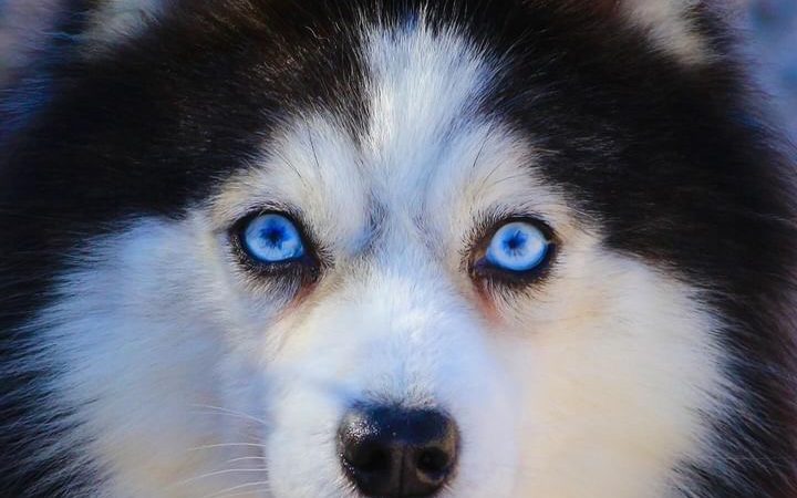 Ulysse Lovely Pet (Père de Upsie) Pomsky F2 - Lignée Russe Ulysse Lovely Pet (Père de Upsie) Pomsky F2 - Lignée Russe