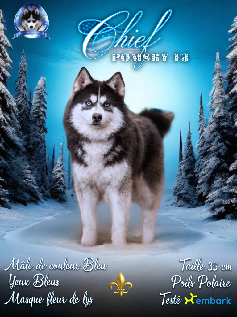 chiefpomskyF3americain chief pomsky F3 américain