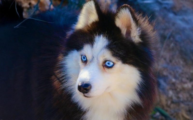 Ulysse Ulysse Lovely Pet (Père de Upsie) Pomsky F2 - Lignée Russe