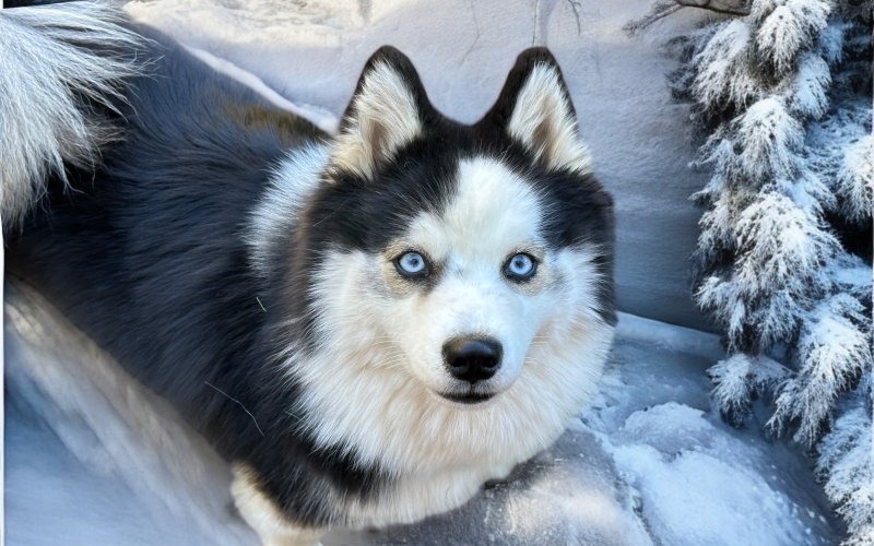 upsiepomskyf2b Upsie Pomsky F2B