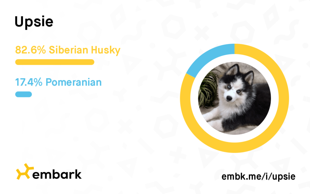 testembarkupsiepomsky test Embark upsie pomsky