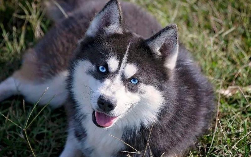 chiefmalepomskyF3 chief male pomsky F3