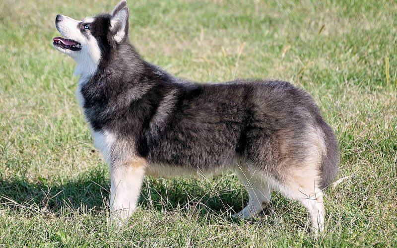 morphologie de chief pomsky male morphologie de chief pomsky male