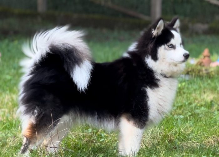 morphologie upsie Pomsky F2b morphologie upsie Pomsky F2b