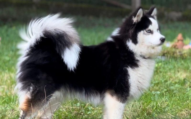 morphologie upsie Pomsky F2b morphologie upsie Pomsky F2b