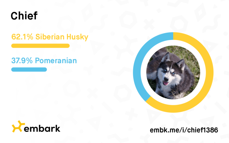 testembarkchiefpomskyF3 test embark chief pomsky F3