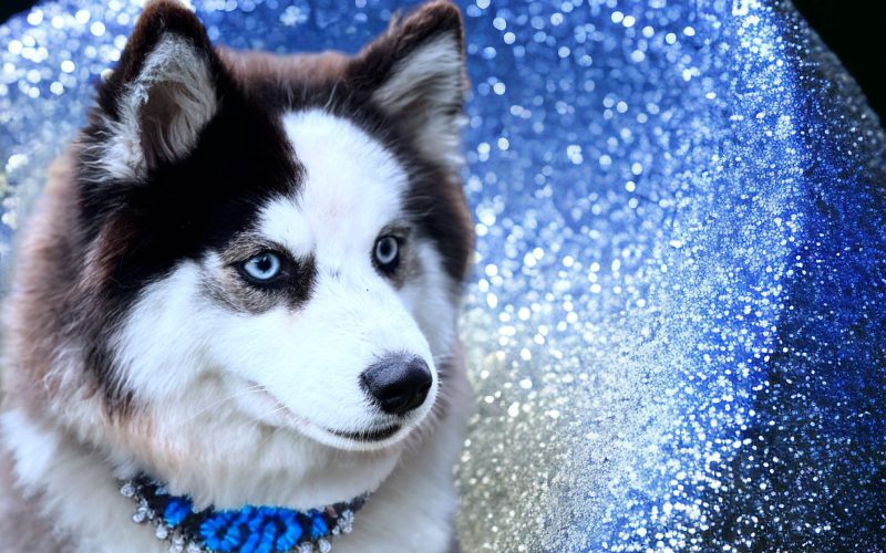 upsiepomskyf2b Upsie Pomsky F2B
