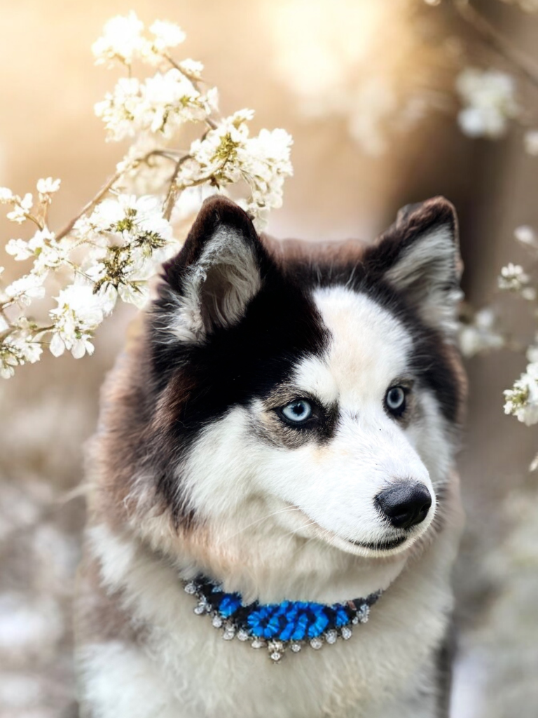 upsie Upsie Pomsky F2B