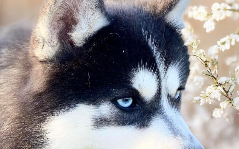 chief male pomsky F3 chief male pomsky F3