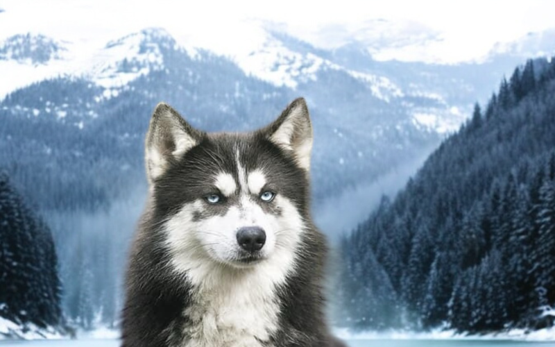 chiefmalepomskyF3 chief male pomsky F3