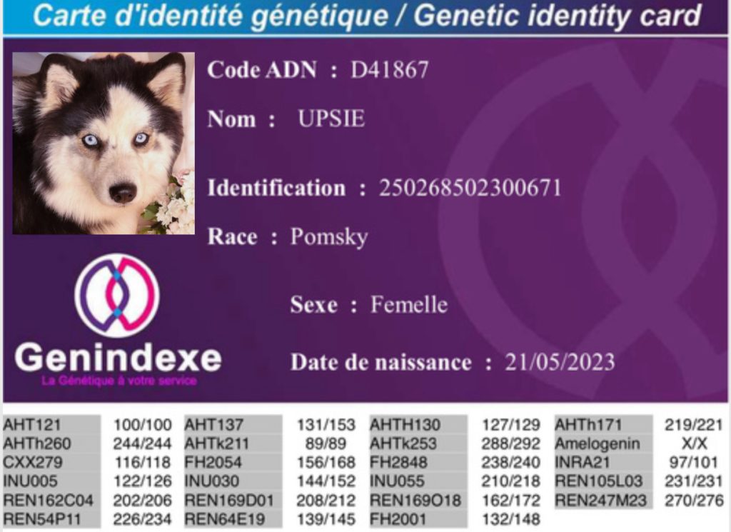 cartegenetiqueadnupsie carte génétique adn UPSIE GENINDEXE POMSKY