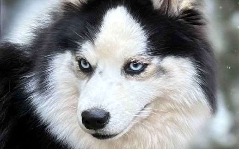 Pomsky upsie Pomsky upsie