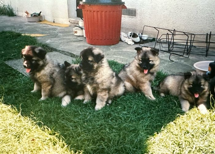 chiots