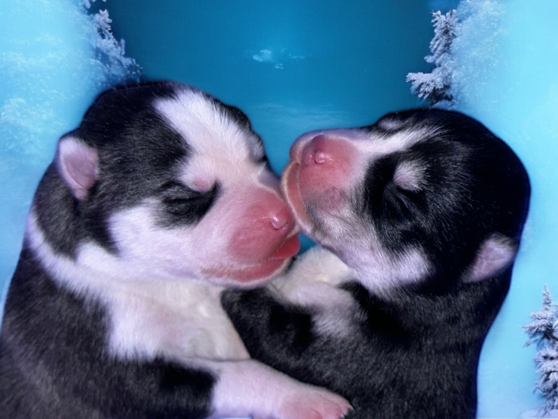 pomsky eywa et navi