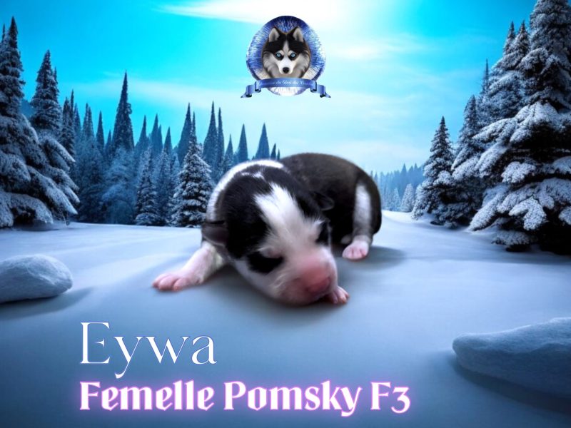 eywa femelle pomsky F3