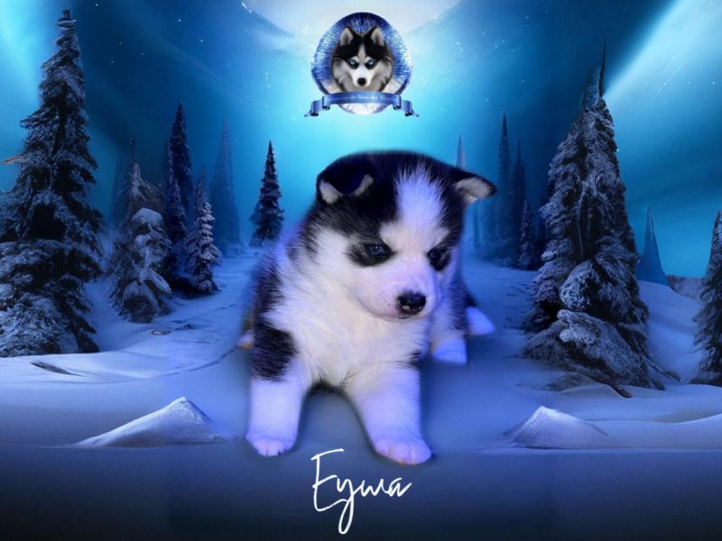 pomsky chiot eywa