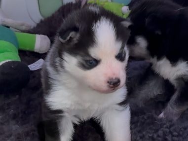 eywa pomsky