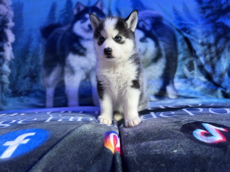 eywa pomsky