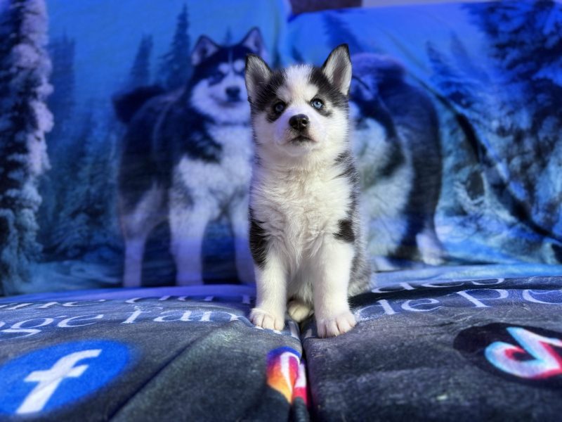 eywa pomsky