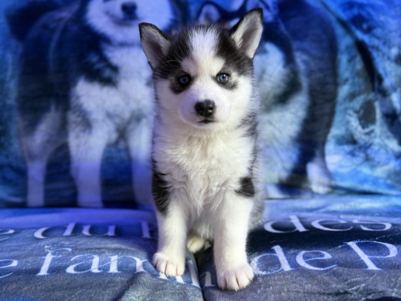 eywa pomsky