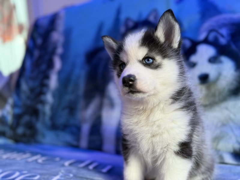 eywa pomsky