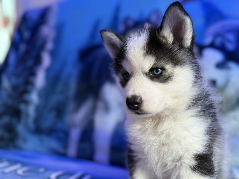 eywa pomsky