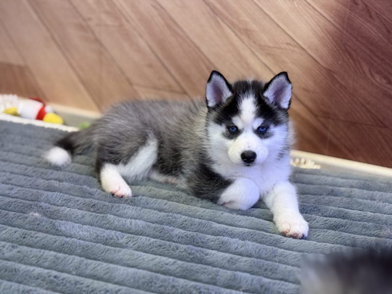 eywa pomsky 7sem