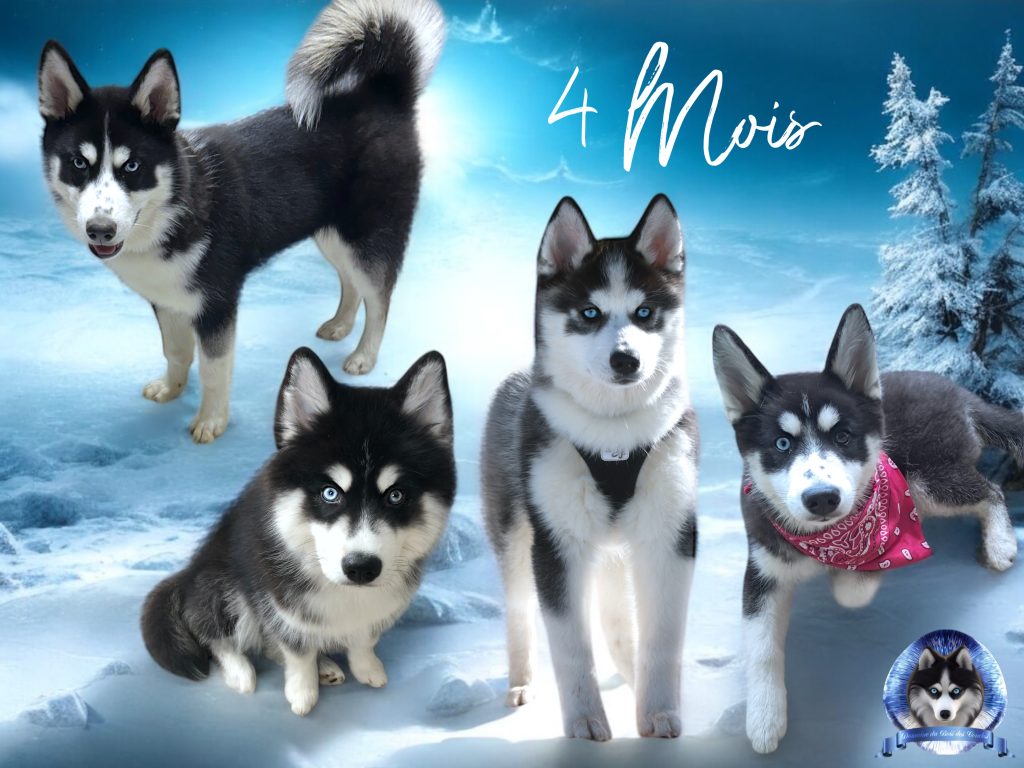 4 mois bébés pomsky