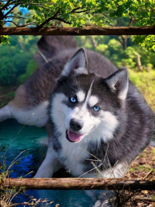 spitz loup pomsky