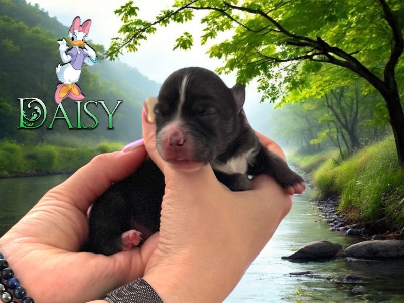 daisy spitz loup pomsky spitz loup pomsky