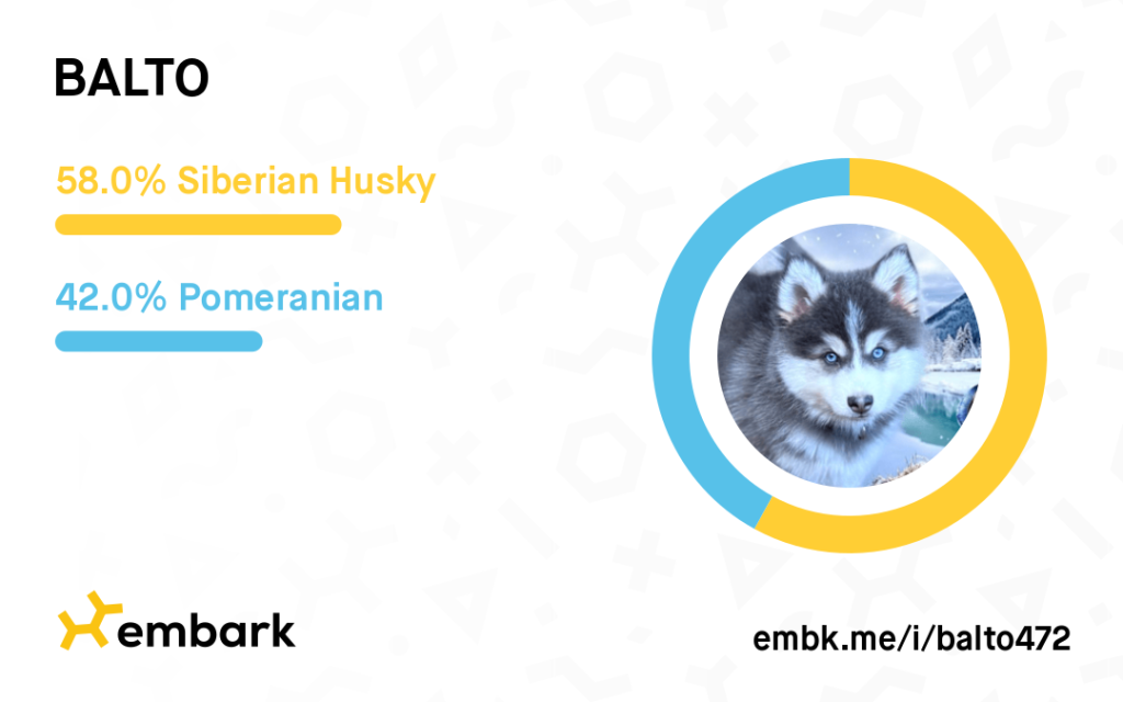 Embark Balto
