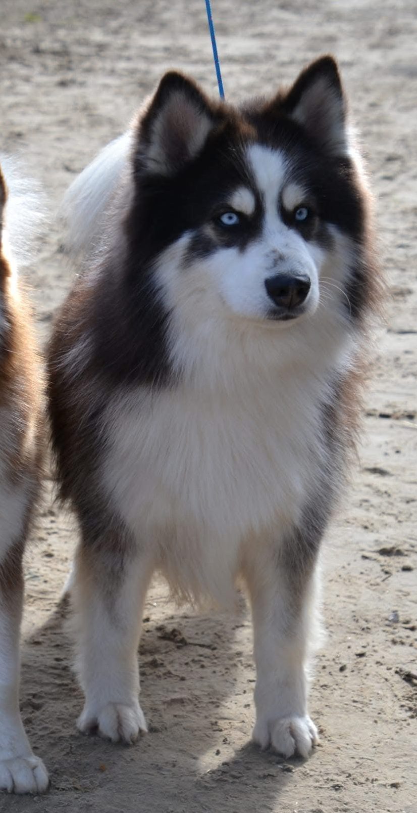 Dudley pomsky USA