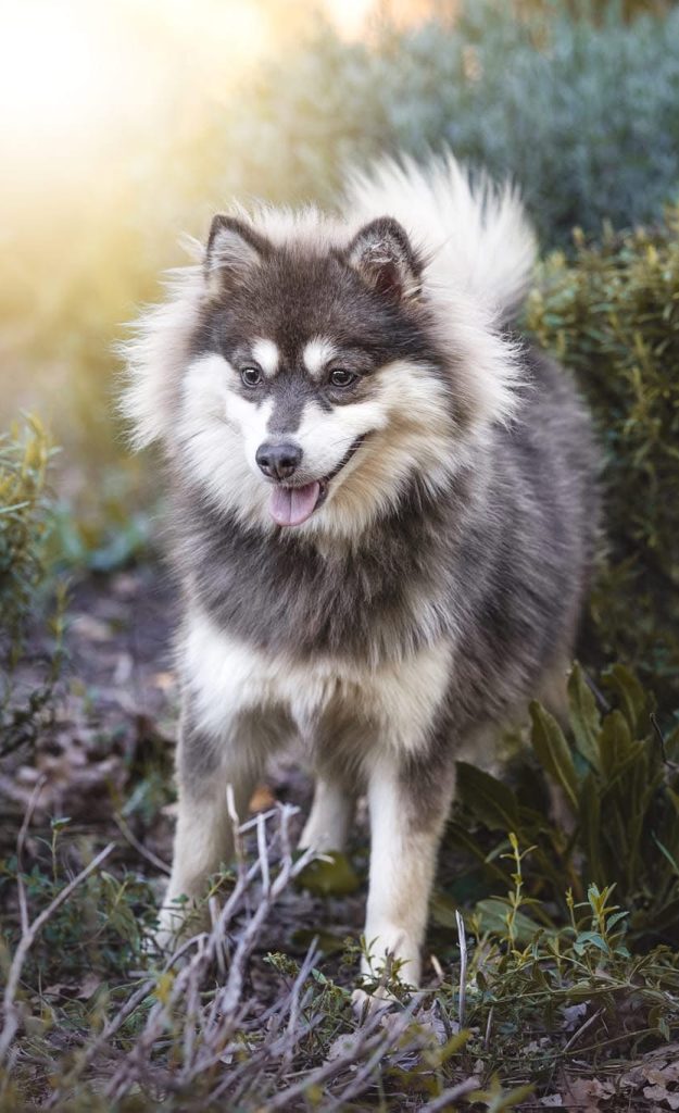 Tahora pomsky toy