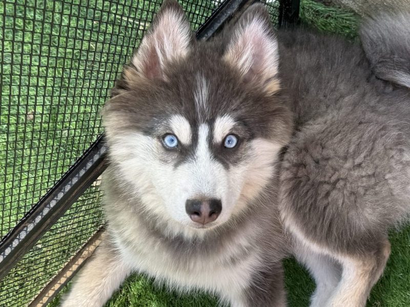Balto