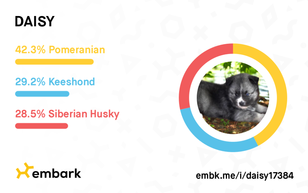 embark daisy Pomsky toy F3a