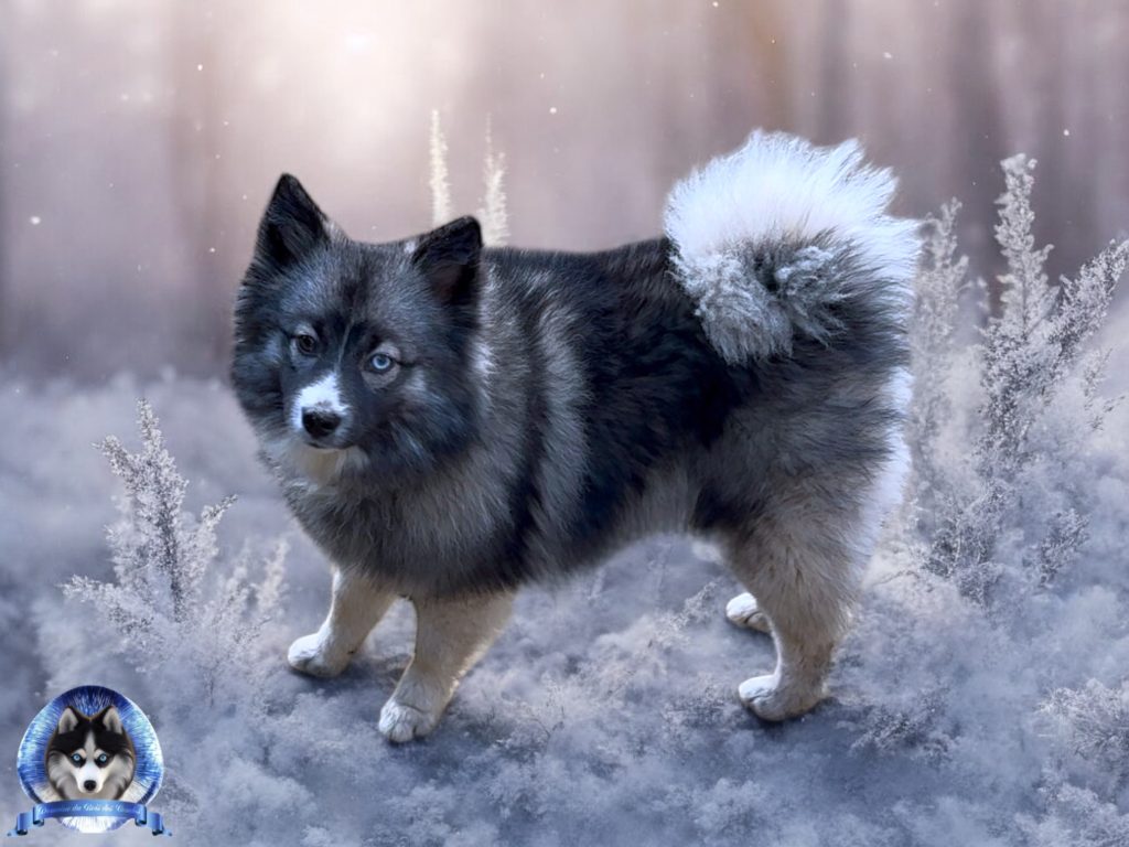 Pomsky