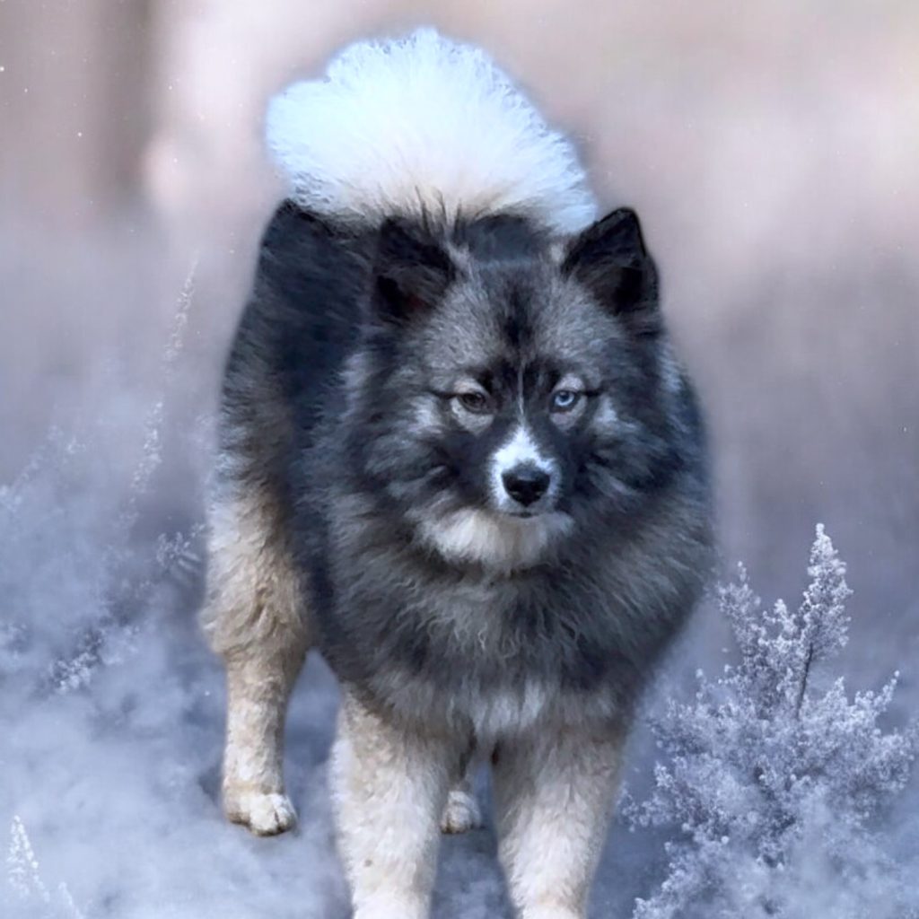 POMSKY TOY F3a