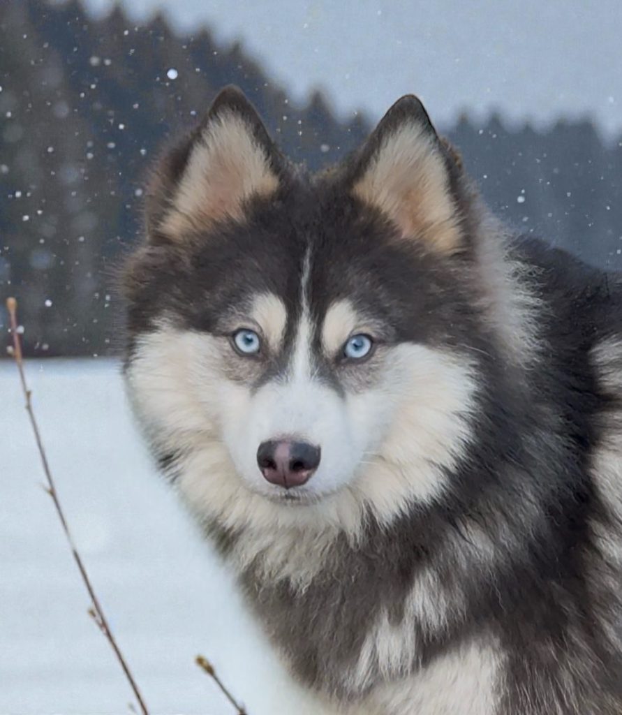 Pomsky F4 BALTO